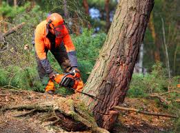 Best Emergency Tree Removal  in London, CA