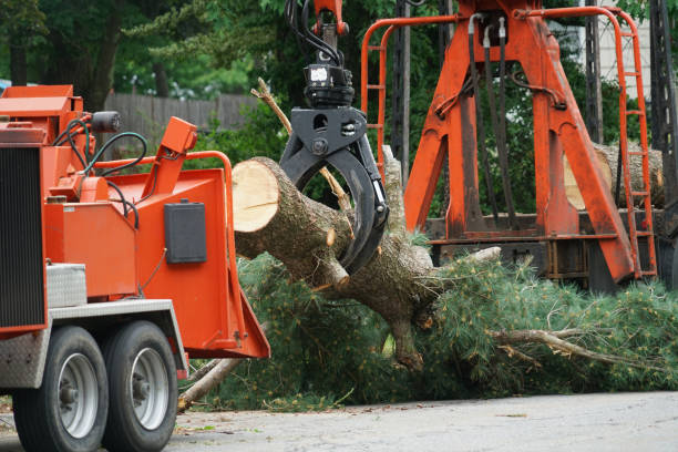 Best Commercial Tree Services  in London, CA